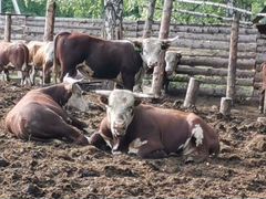 Продам быков казахская белоголовая