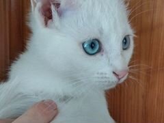 Котёнок Турецкая ангора