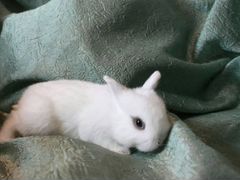 Белоснежный крольчонок с красивыми глазками