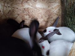 Кролики, самцы 4 месяца