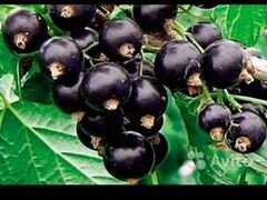 Черная смородина (ягоды)