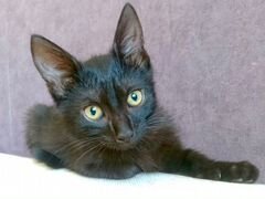 Черный жемчуг - котёнок Коржик ищет заботливых хоз