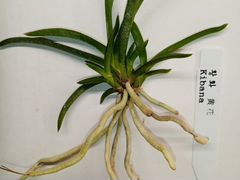Орхидея неофинетия kibana