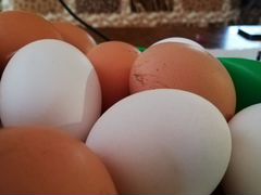 Яйца куриные домашние свежие