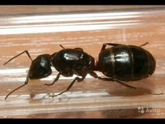 Муравьи вида Camponotus herculeanus, Lasius niger