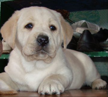 Продаётся щенок Labrador Retriever