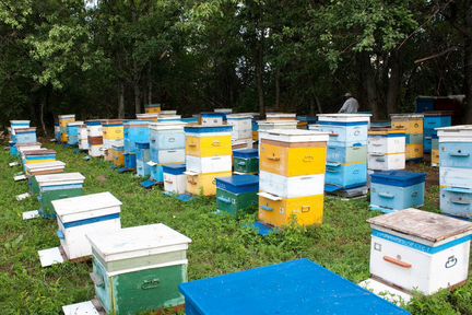 Продажа пчел, пчелосемей среднерусской породы