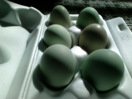 Яйца инкубационные амераукана