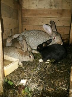 Продаются кролики возраст 2-4 месяца