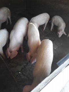 Продаются свиньи на мясо