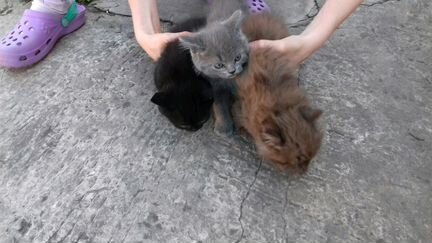 Маленькие котята