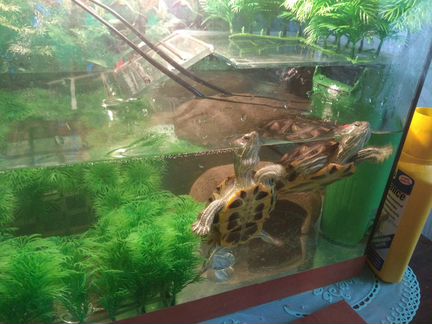 Красноухие черепахи+аквариум+всё оборудование