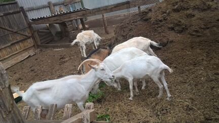 Продаются молочные козы