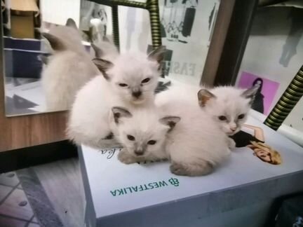 Продам сиамских котят