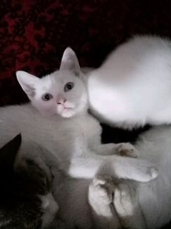 Белые котята с голубыми глазами 3 месяца