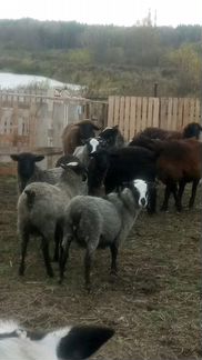 Баранина, бараны овцы, романовская и эдельбаевская