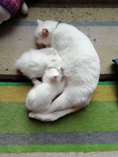 Белый котёнок -девочка