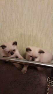 Домашние сиамские котята(1,5 месяца девочки)