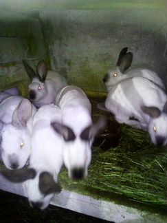 Продаю кроликов, порода Колифорнийская, продажа ка