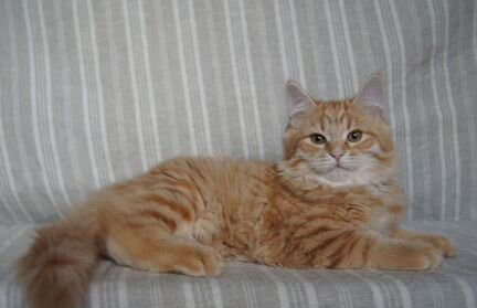 Рыжий ласковый котенок (девочка) сибирской породы