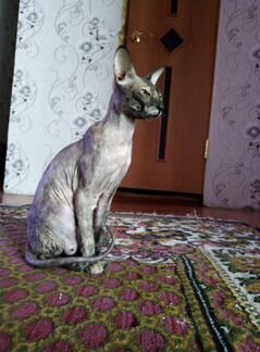 Кошка Сфинкс