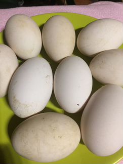 Инкубационное гусиное яйцо