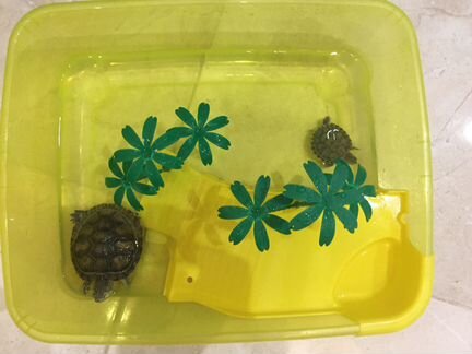Две черепахи + клетка + корм