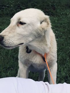 Продается щенок туркменского алабая 4,5 м. Кобель