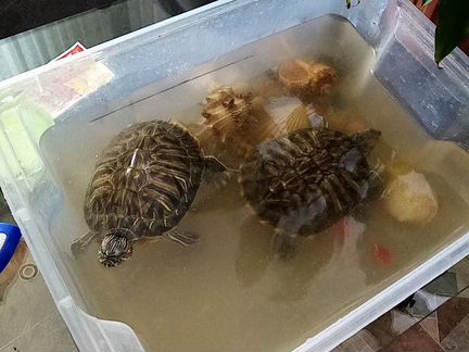 Черепахи Красноухие подводные