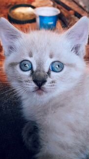 Котик с голубыми глазами, смесь тайская