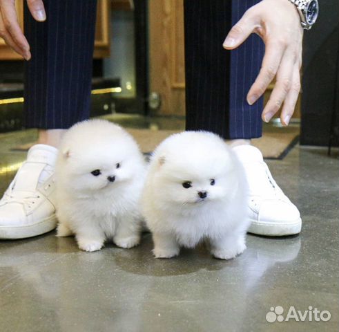 Шпиц белые мини мальчик и девочка есть доставка