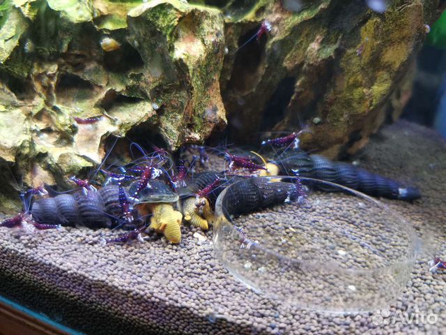 Креветка сулавеси Кардинал