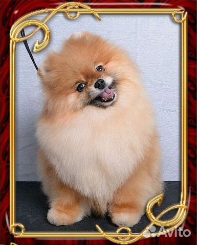 Породный груминг (стрижка) шпица