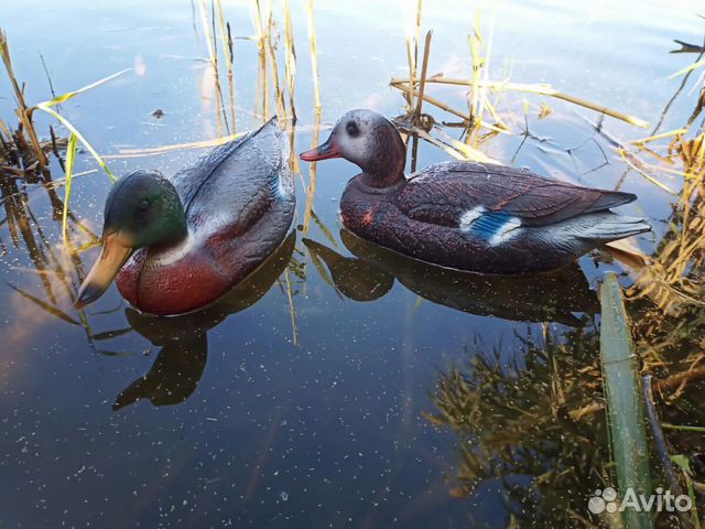 Утка кряква (чучела для охоты)