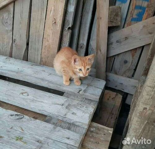 Ручные котята рыжики и персик в дар