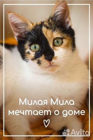 Кошечка Мила ищет дом