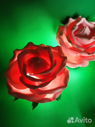 Ночник цветок