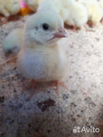 Цыплята бройлеры