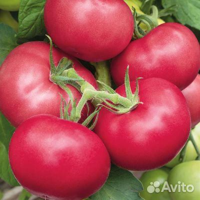Семена томата Пинк Гарант