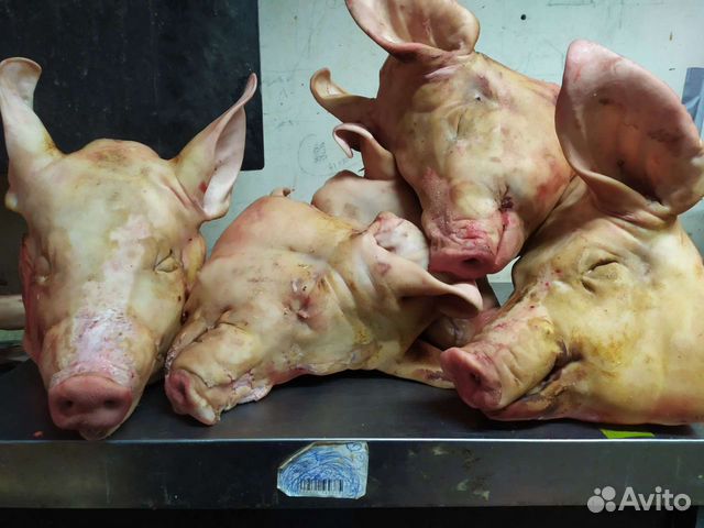 Голова свиная. Свежая. Разруб бесплатно