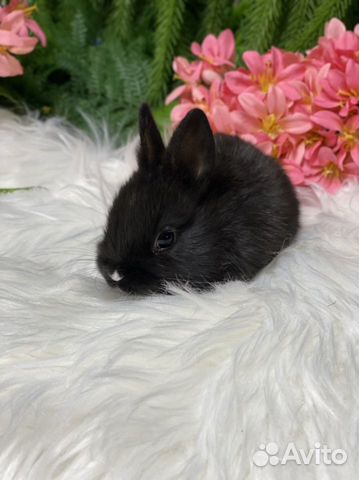 Кролик цветной карлик