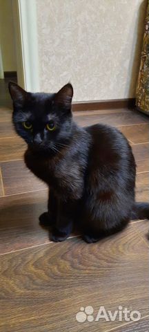 Отдам бесплатно