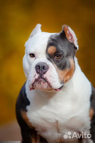 Американский булли,вязка