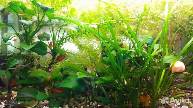 Аквариумные растения