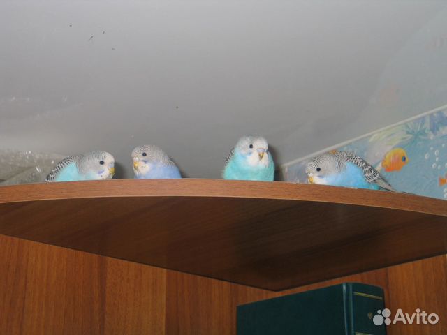 Птенцы волнистых попугаев