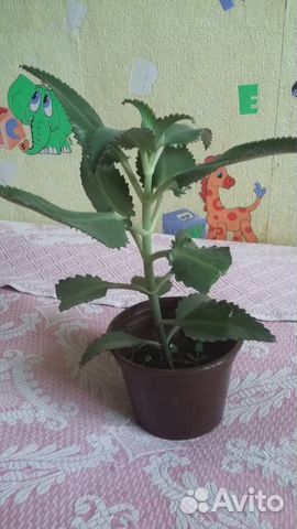 Каланхоэ цветок лечебный Каланхоэ цветок лечебный