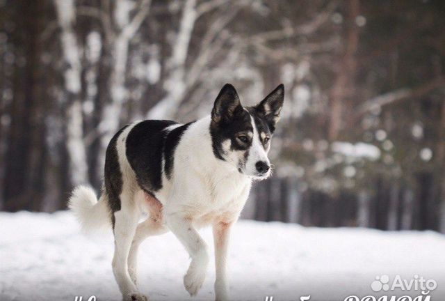 Крупная красивая собака в свой дом, стерилизована купить на Зозу.ру - фотография № 1