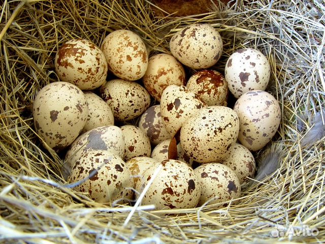 Инкубационное перепелиное яйцо купить на Зозу.ру - фотография № 1