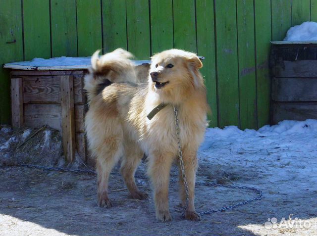 Молодой красивый пёс ищет дом купить на Зозу.ру - фотография № 1