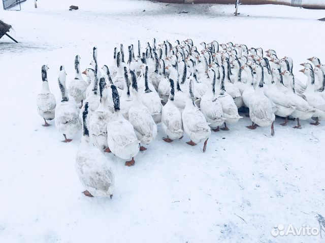 Куплю Гусей Живым Весом Цена